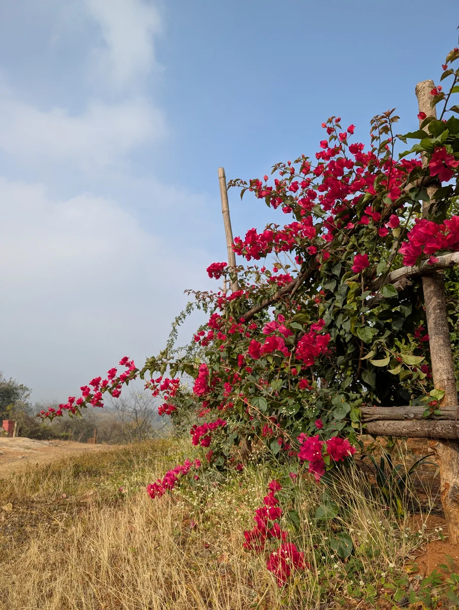 Pink flowers beside a sunlit field