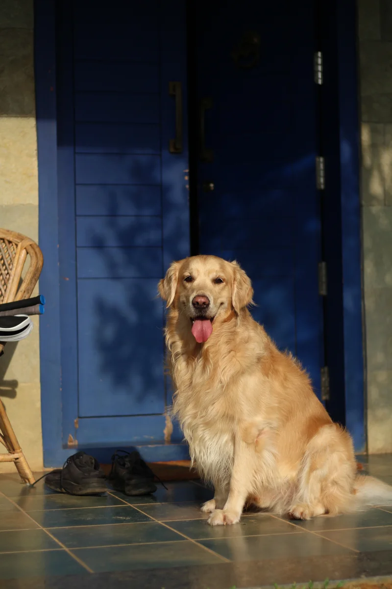 A golden dog sitting in a blue doorway