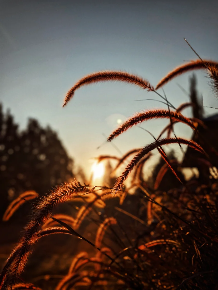 Golden sunlight illuminating foxtail grasses against a softly blurred background