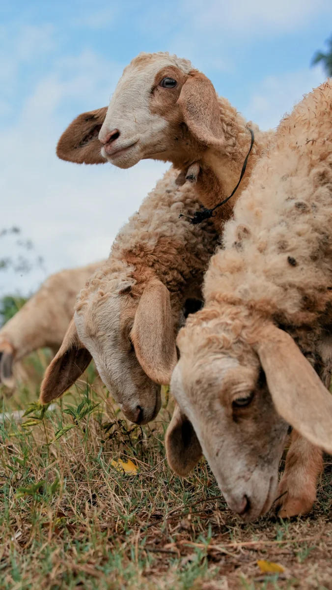 Sheep resting together beside a stone wall